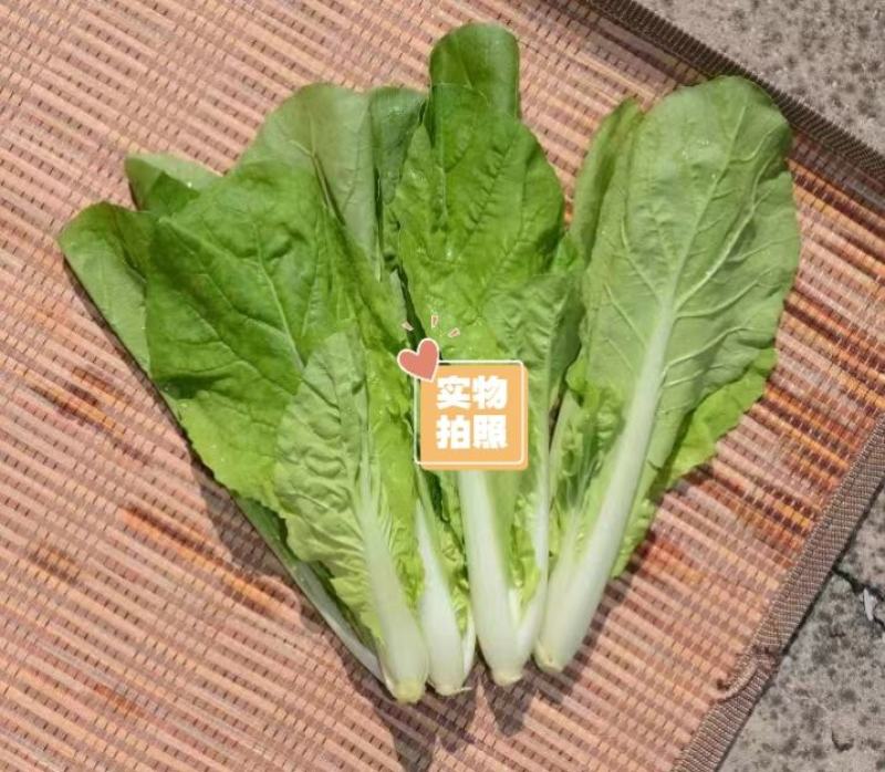 白帮小白菜种子四季播青菜种籽快菜籽农家庭院阳台盆栽蔬菜种