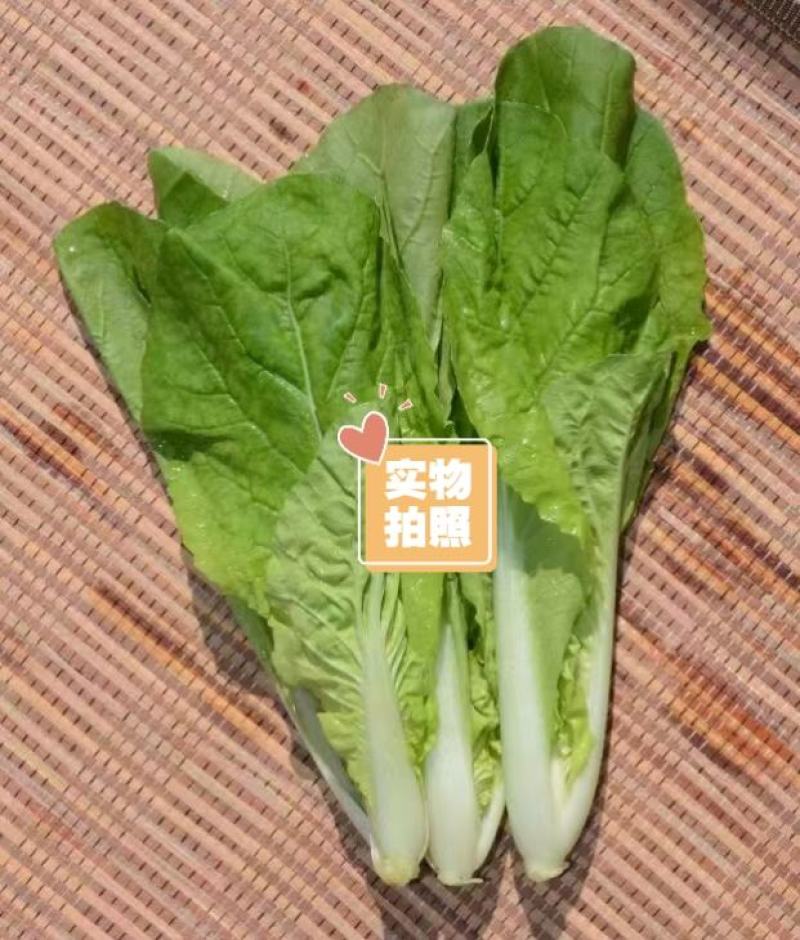 白帮小白菜种子四季播青菜种籽快菜籽农家庭院阳台盆栽蔬菜种