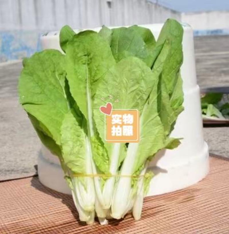 白帮小白菜种子四季播青菜种籽快菜籽农家庭院阳台盆栽蔬菜种