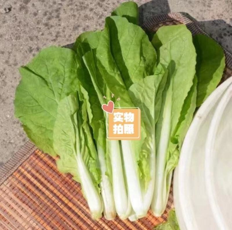 白帮小白菜种子四季播青菜种籽快菜籽农家庭院阳台盆栽蔬菜种