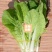 白帮小白菜种子四季播青菜种籽快菜籽农家庭院阳台盆栽蔬菜种