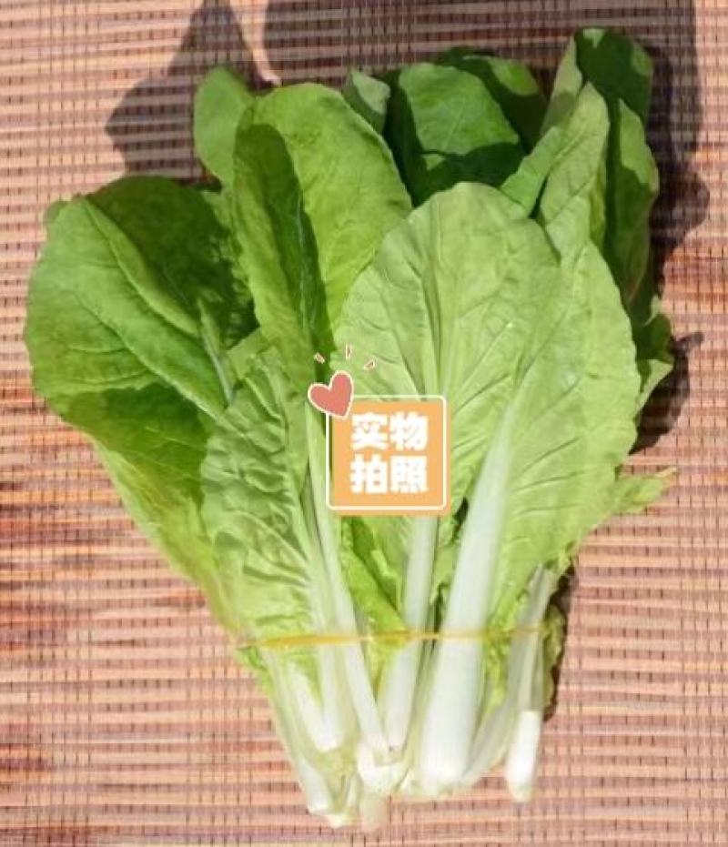 白帮小白菜种子四季播青菜种籽快菜籽农家庭院阳台盆栽蔬菜种