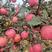 优质嫁接红富士苹果苗，矮化苹果苗1～3粗。