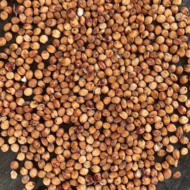 酿酒高粱小颗粒糯高粱耐蒸熟红高粱出酒率高
