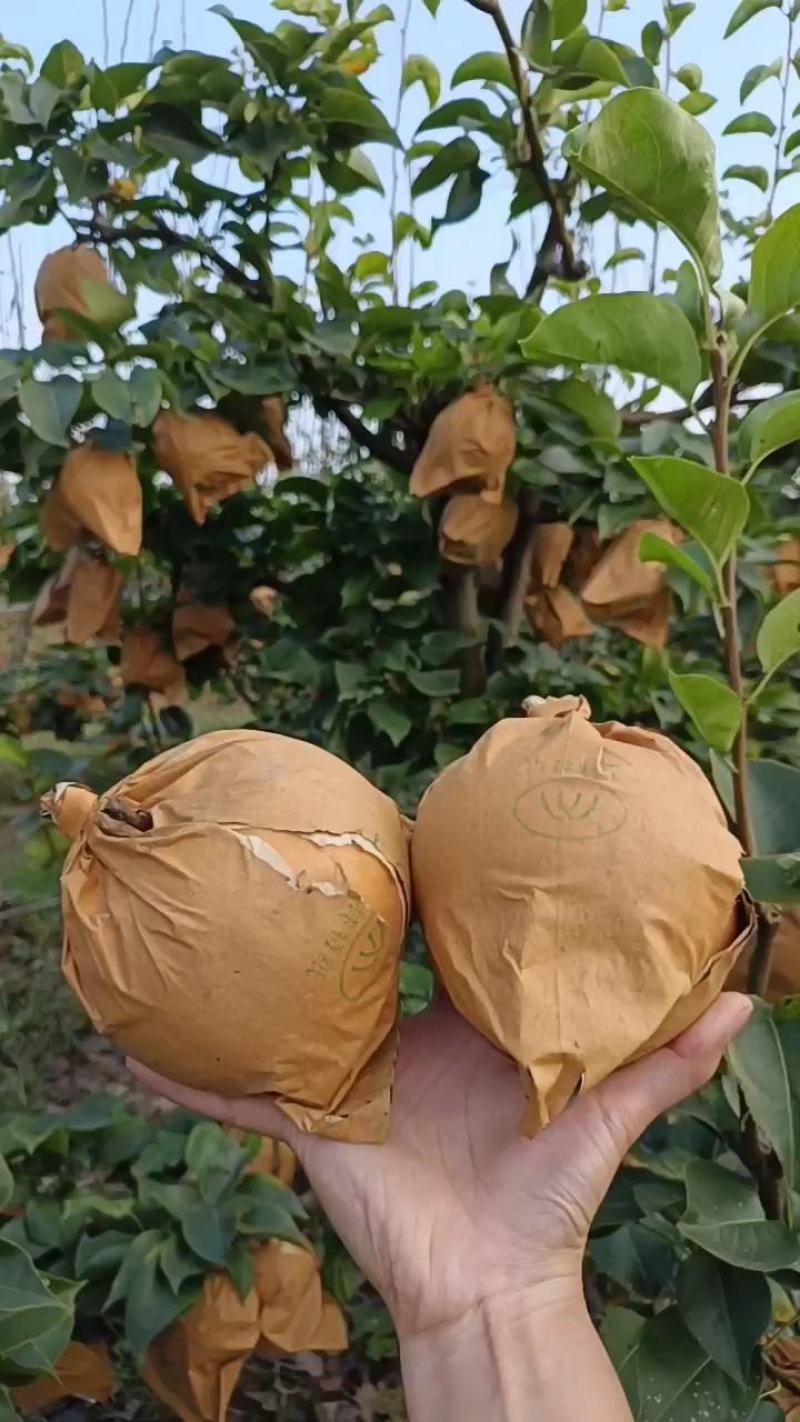晚秋黄梨