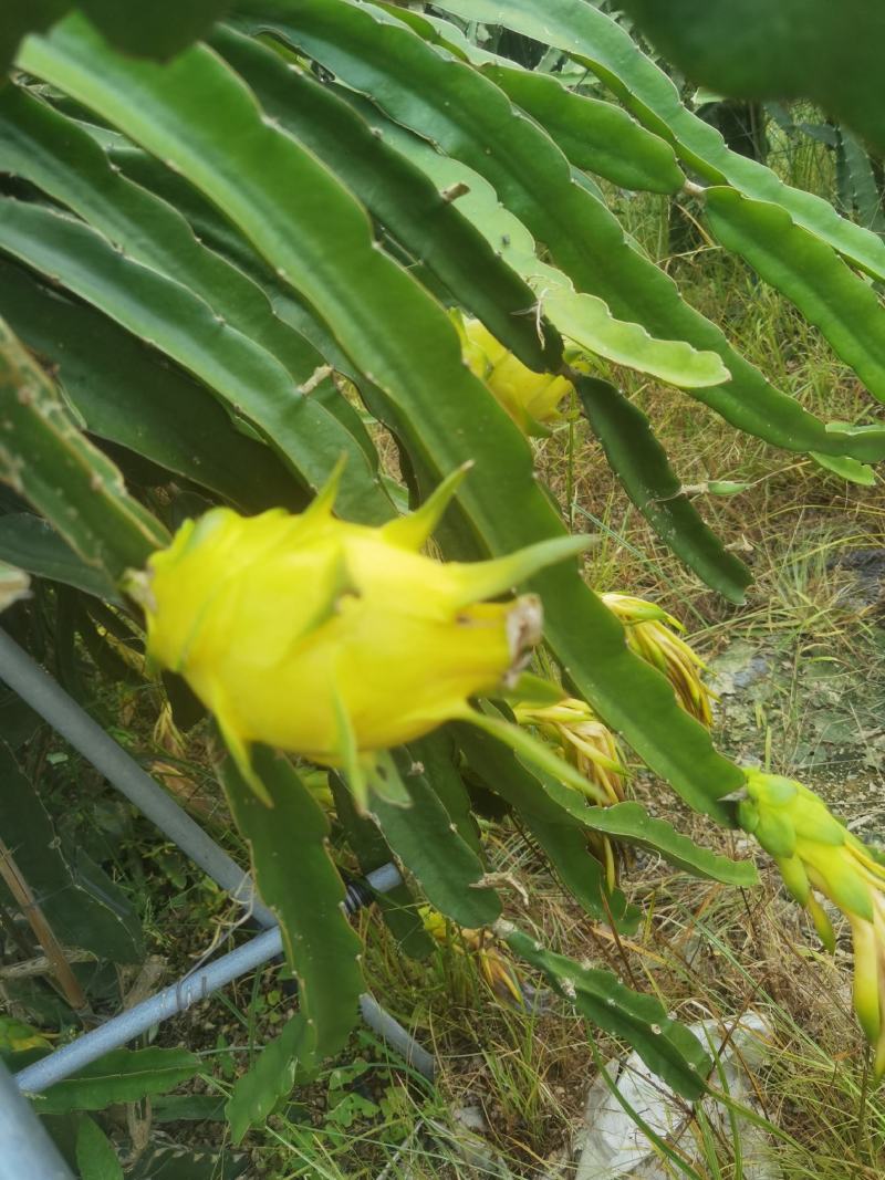 无刺黄龙火果苗新品种火龙果苗燕窝火龙果苗