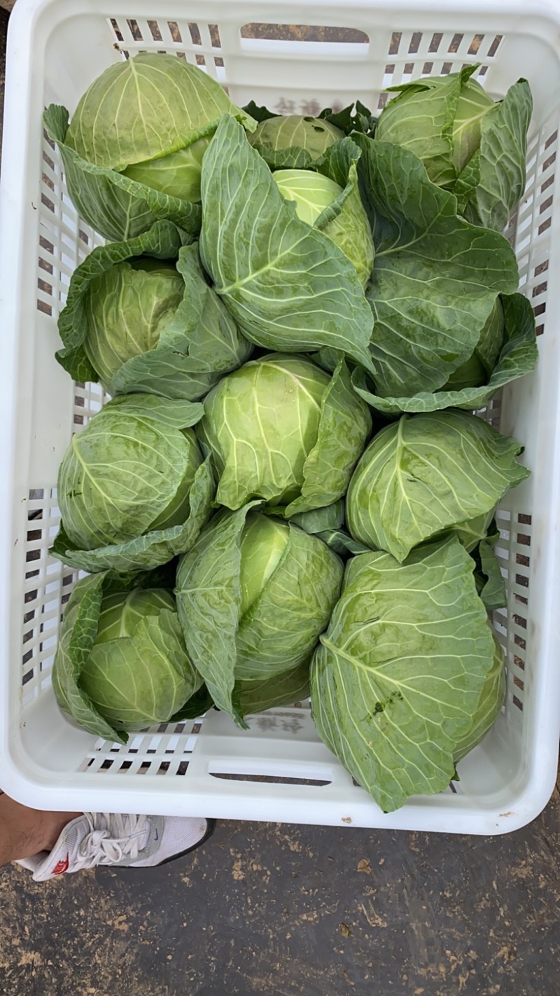 大量供应优质精品甘蓝，支持整车，商超，市场，平台