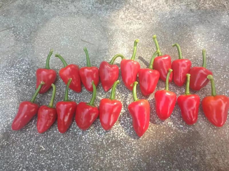 草莓椒，大量现货有需要老板联系