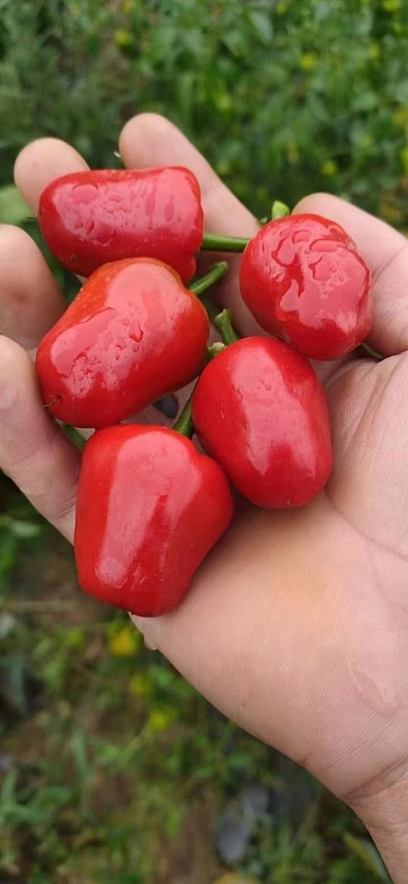 草莓椒，大量现货有需要老板联系