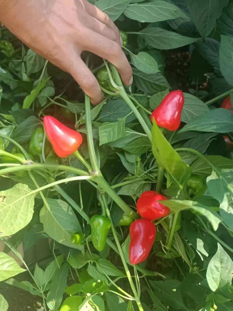 草莓椒，大量现货有需要老板联系