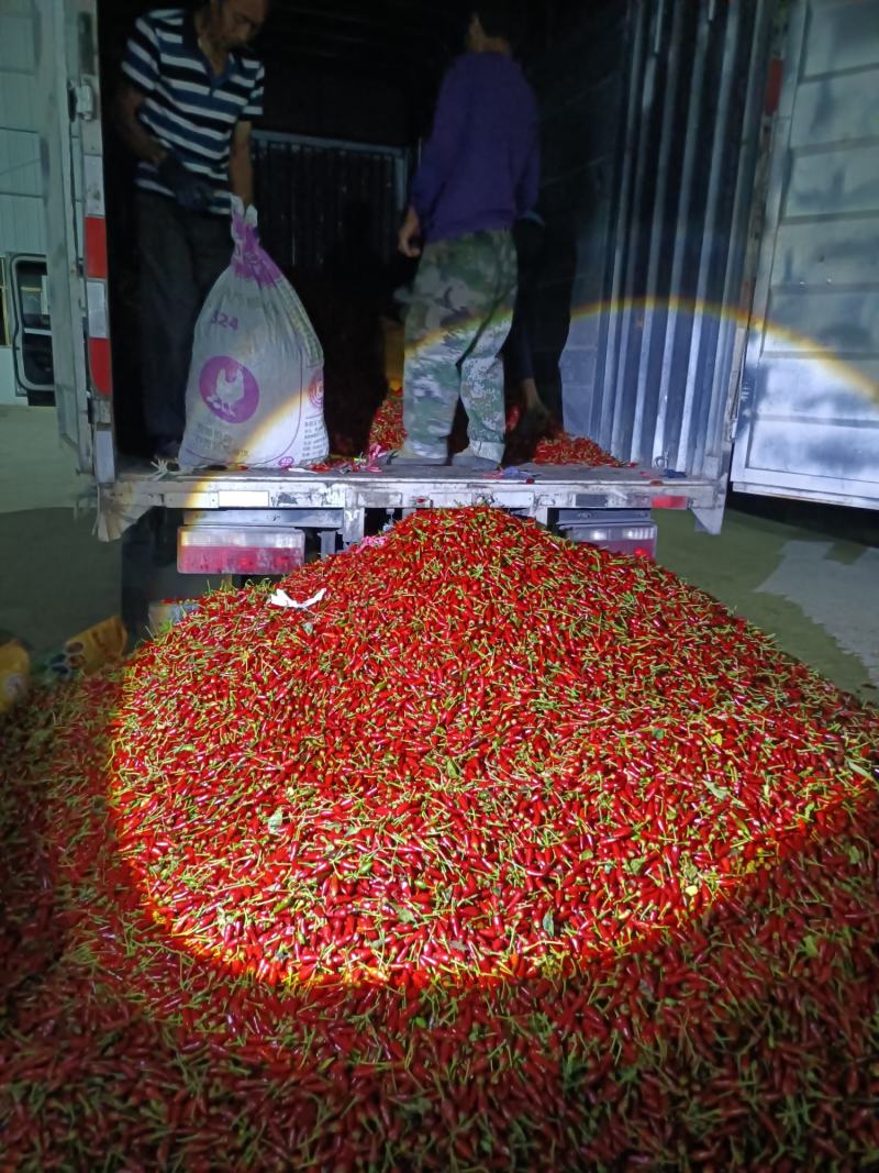 草莓椒，大量现货有需要老板联系