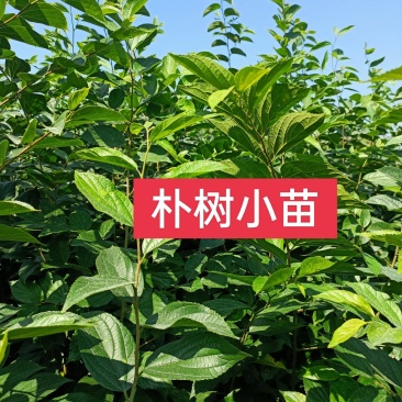 二年生朴树小苗，高度100~200cm，自家苗圃基地直发