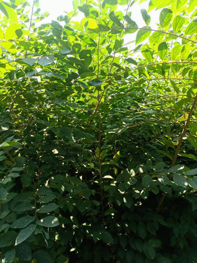 二年生朴树小苗，高度100~200cm，自家苗圃基地直发