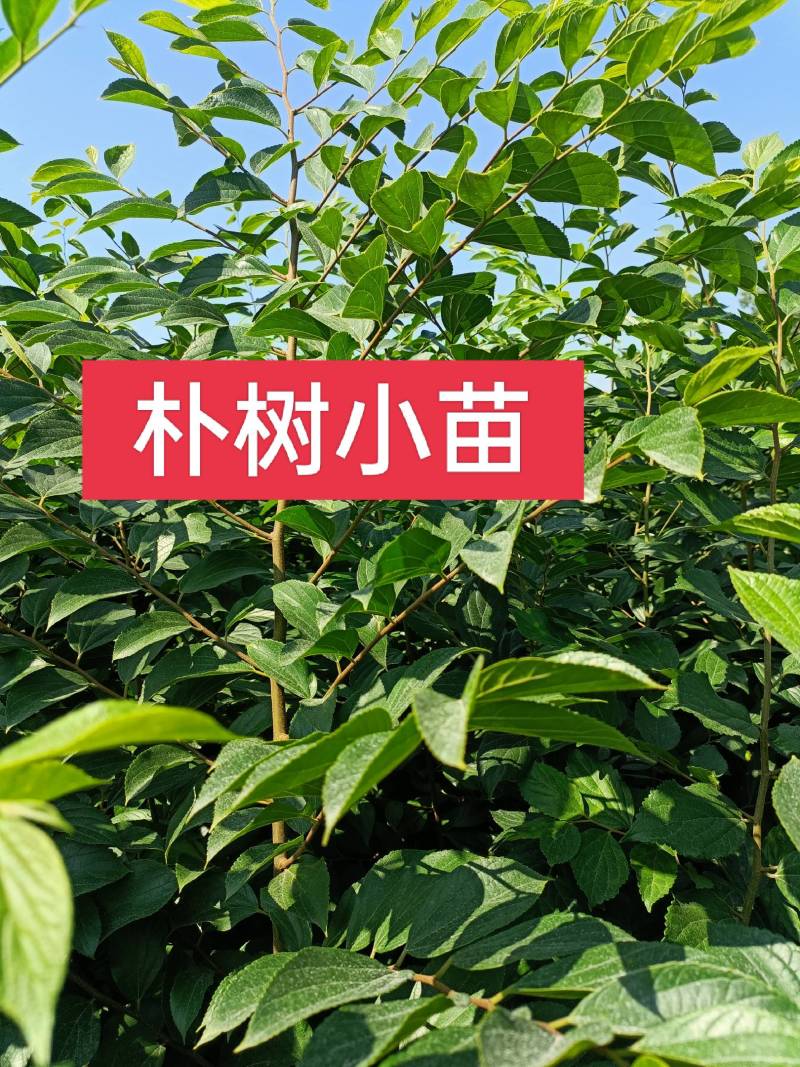 二年生朴树小苗，高度100~200cm，自家苗圃基地直发
