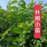 二年生朴树小苗，高度100~200cm，自家苗圃基地直发