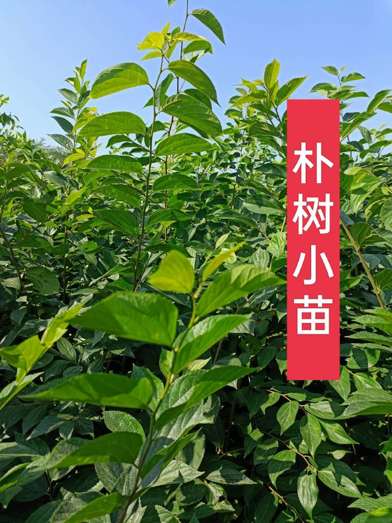 二年生朴树小苗，高度100~200cm，自家苗圃基地直发