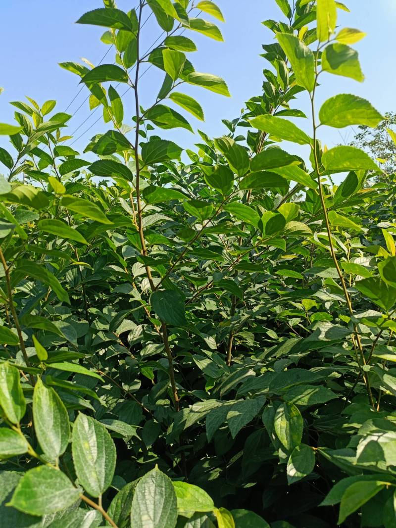 二年生朴树小苗，高度100~200cm，自家苗圃基地直发