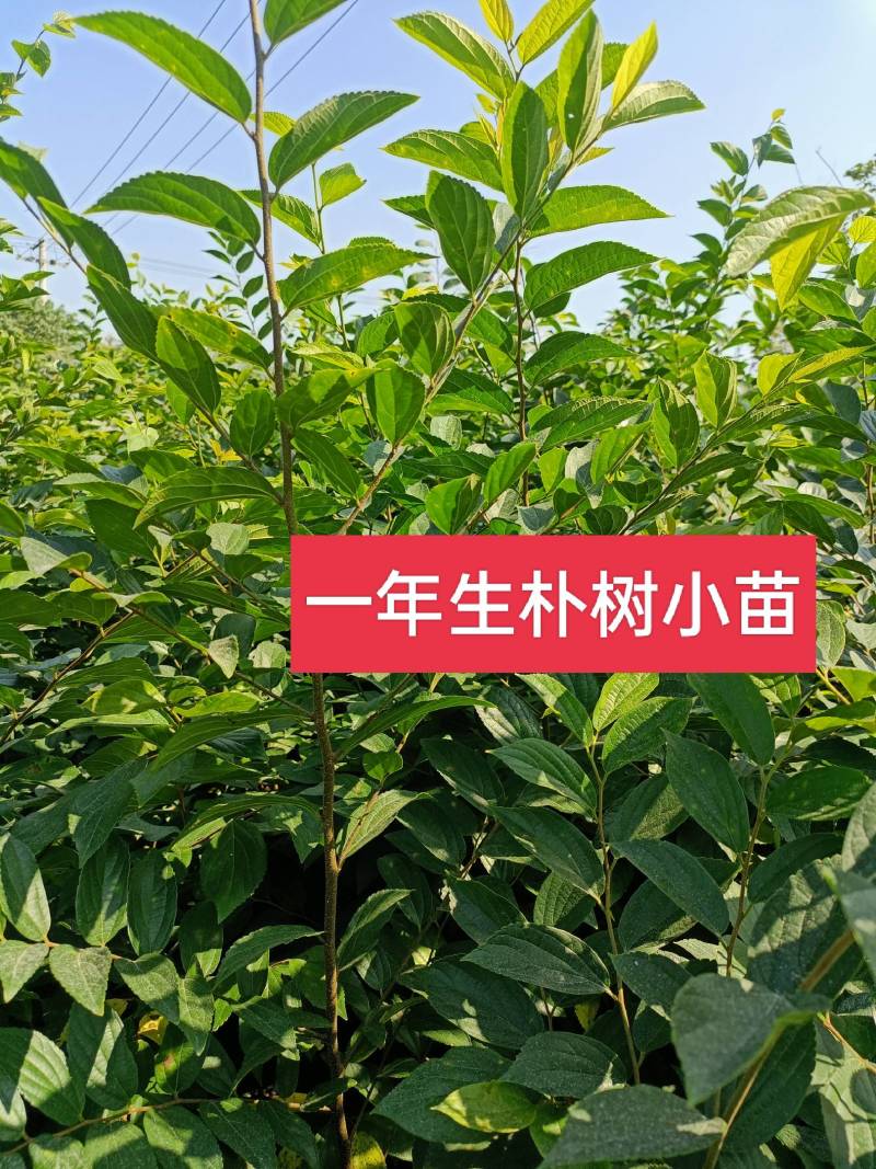 二年生朴树小苗，高度100~200cm，自家苗圃基地直发