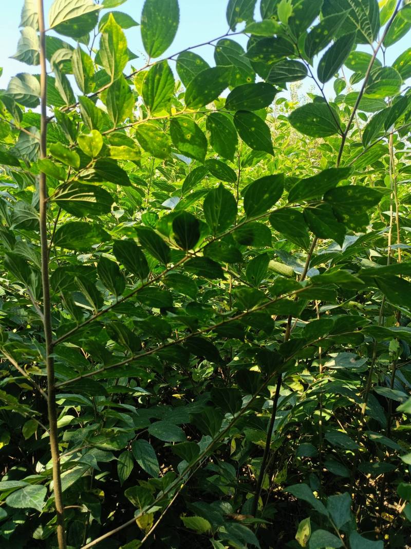 二年生朴树小苗，高度100~200cm，自家苗圃基地直发
