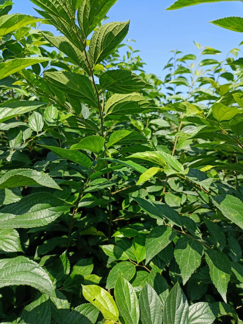 二年生朴树小苗，高度100~200cm，自家苗圃基地直发