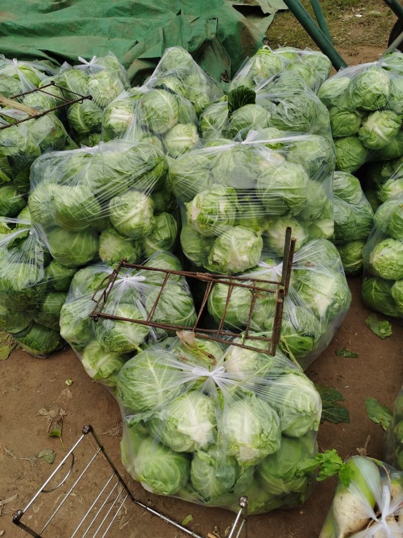 圆甘蓝，量大货优