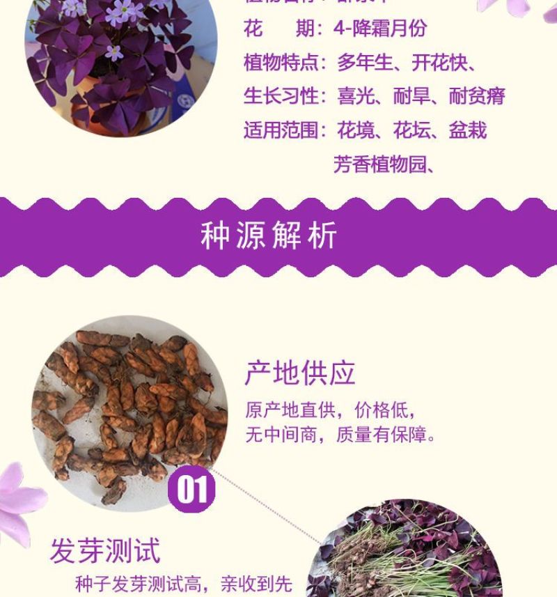 酢浆草种球，三叶草幸运草紫蝴蝶紫叶醡浆草种球种子醡浆草