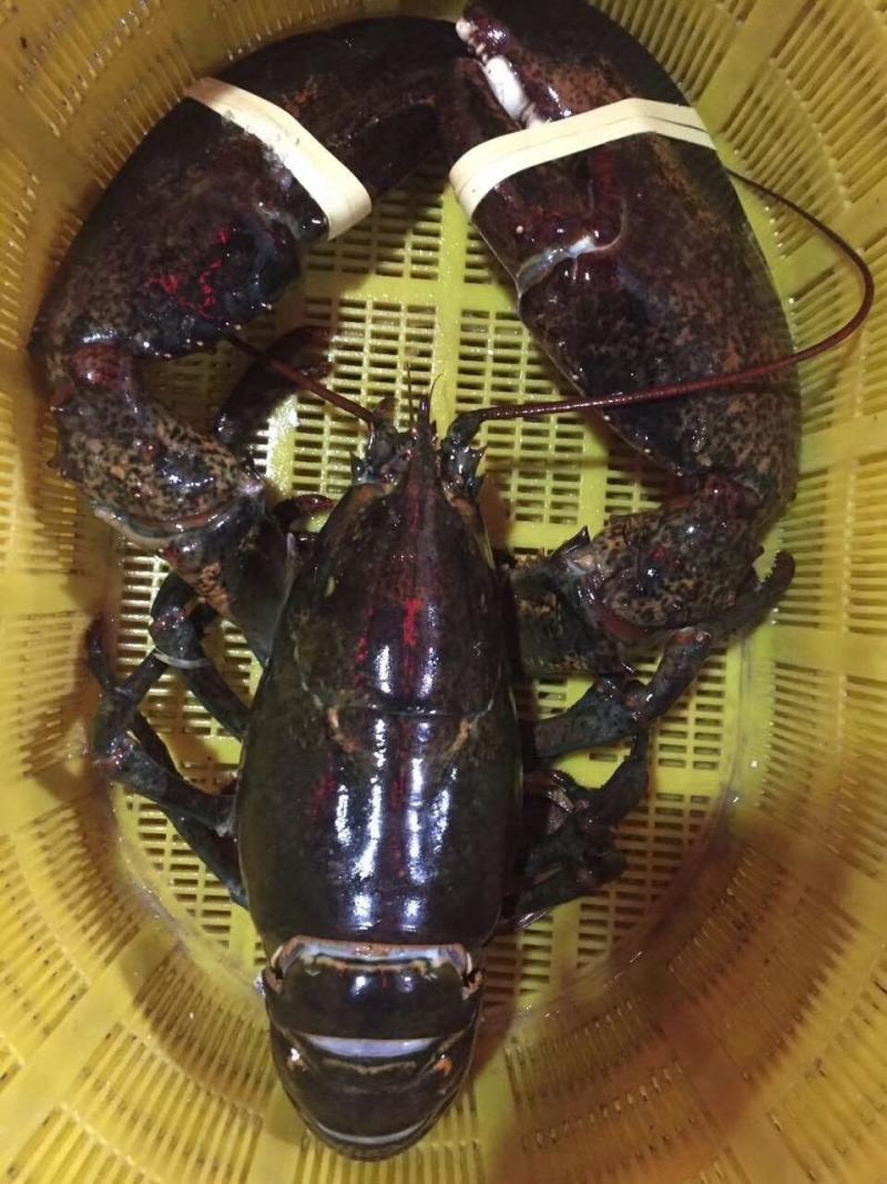 鲜活大波龙