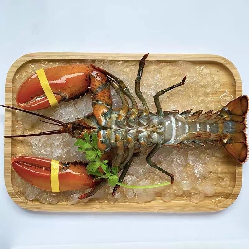 鲜活大波龙
