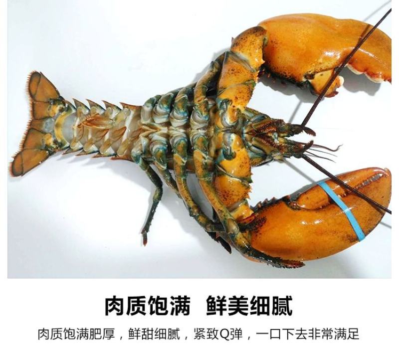 鲜活大波龙