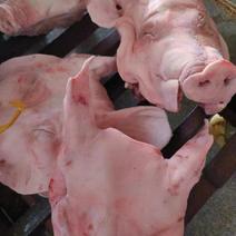 肥猪头10斤左右残耳头冷冻猪副产品猪肉