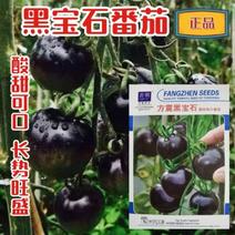 糖心黑珍珠樱桃番茄种子四季阳台盆栽易种植黑宝石番茄水果型
