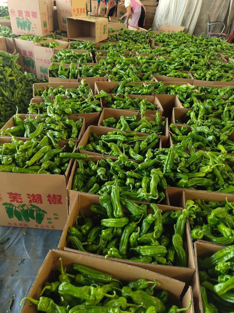 山东薄皮椒大量供应，对接电商，超市，批发市场。