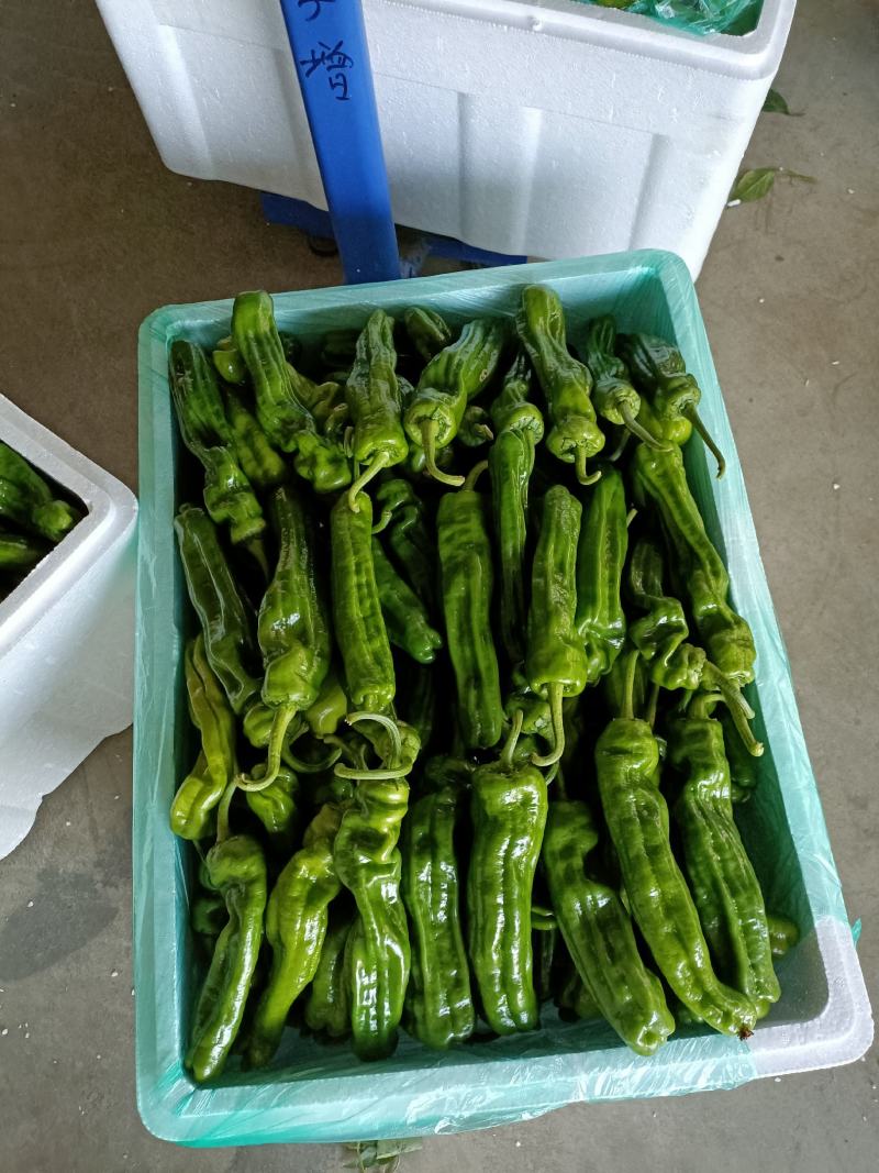 山东薄皮椒大量供应，对接电商，超市，批发市场。
