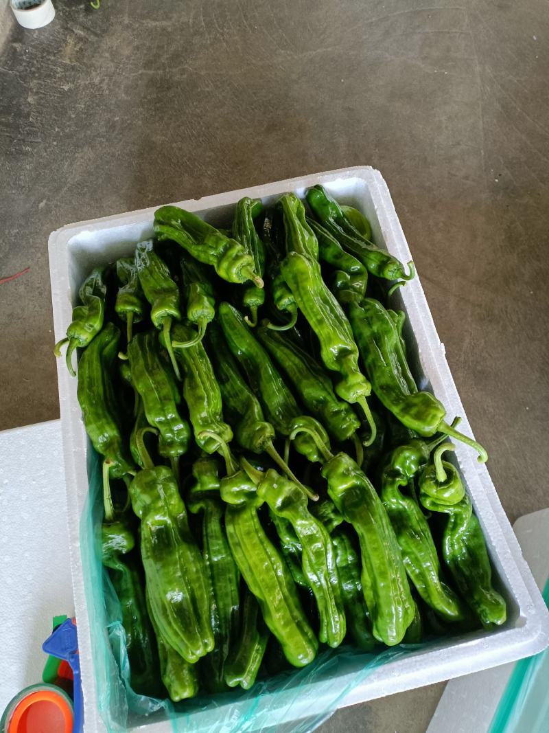 山东薄皮椒大量供应，对接电商，超市，批发市场。