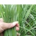 广东省徐闻县沙土韭菜，常年大量供应，欢迎各位老板订购