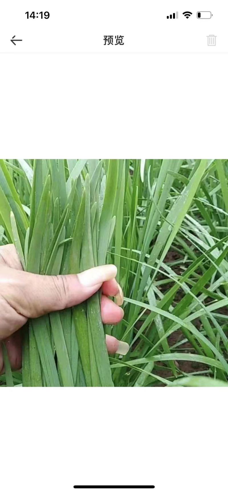 广东省徐闻县沙土韭菜，常年大量供应，欢迎各位老板订购