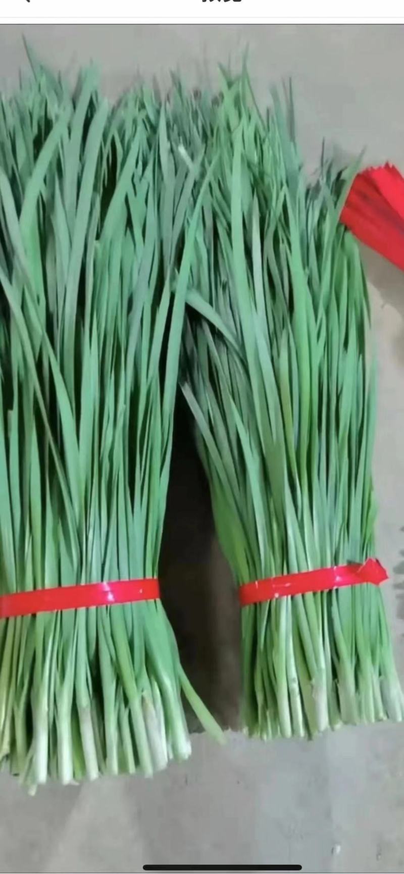 广东省徐闻县沙土韭菜，常年大量供应，欢迎各位老板订购