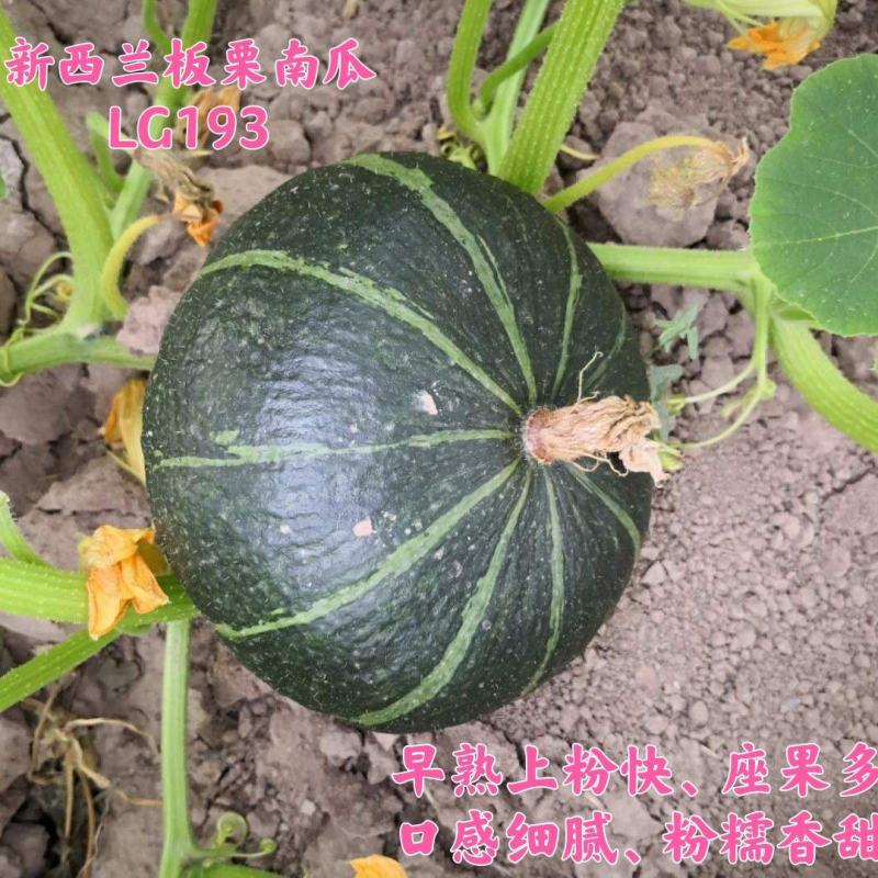 碧如~墨绿色新西兰板栗南瓜种子早熟产量高品质好