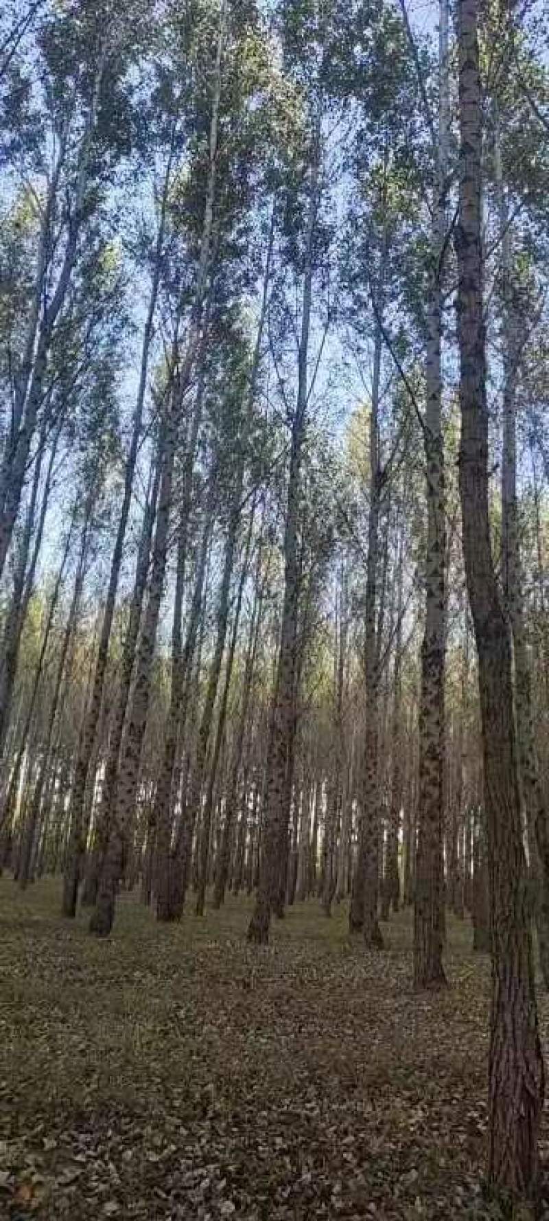 常年出售杨树