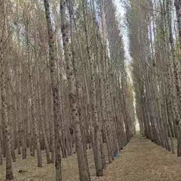 常年出售杨树