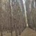 常年出售杨树