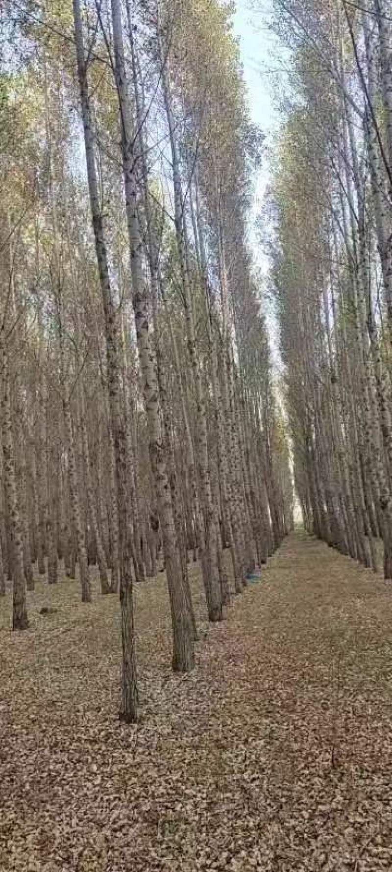 常年出售杨树