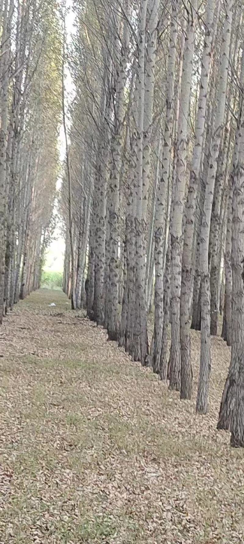 常年出售杨树