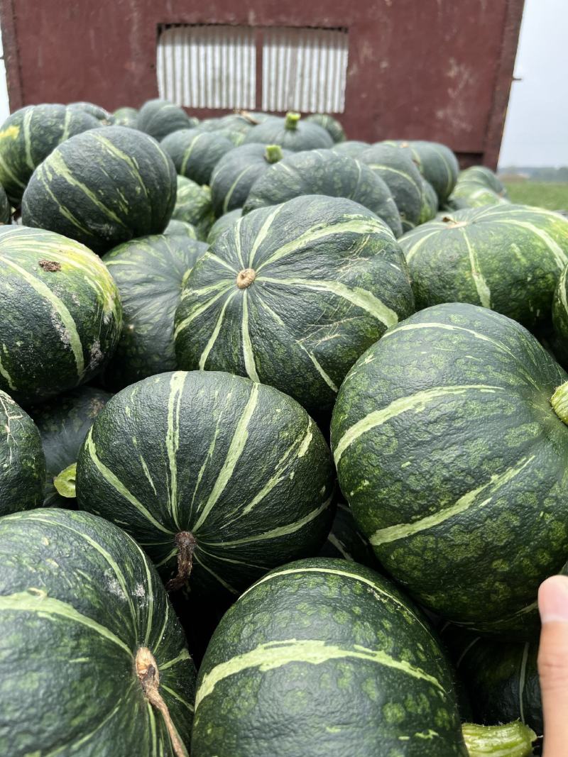 碧如~墨绿色新西兰板栗南瓜种子早熟产量高品质好