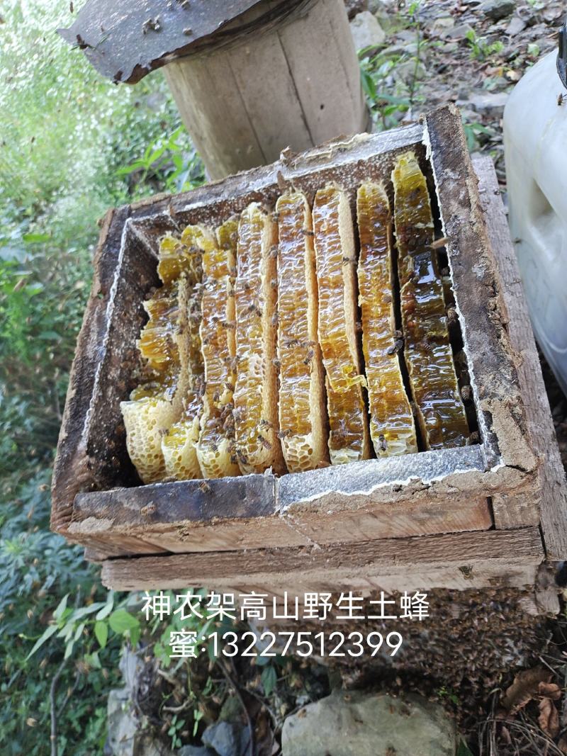 土蜂蜜