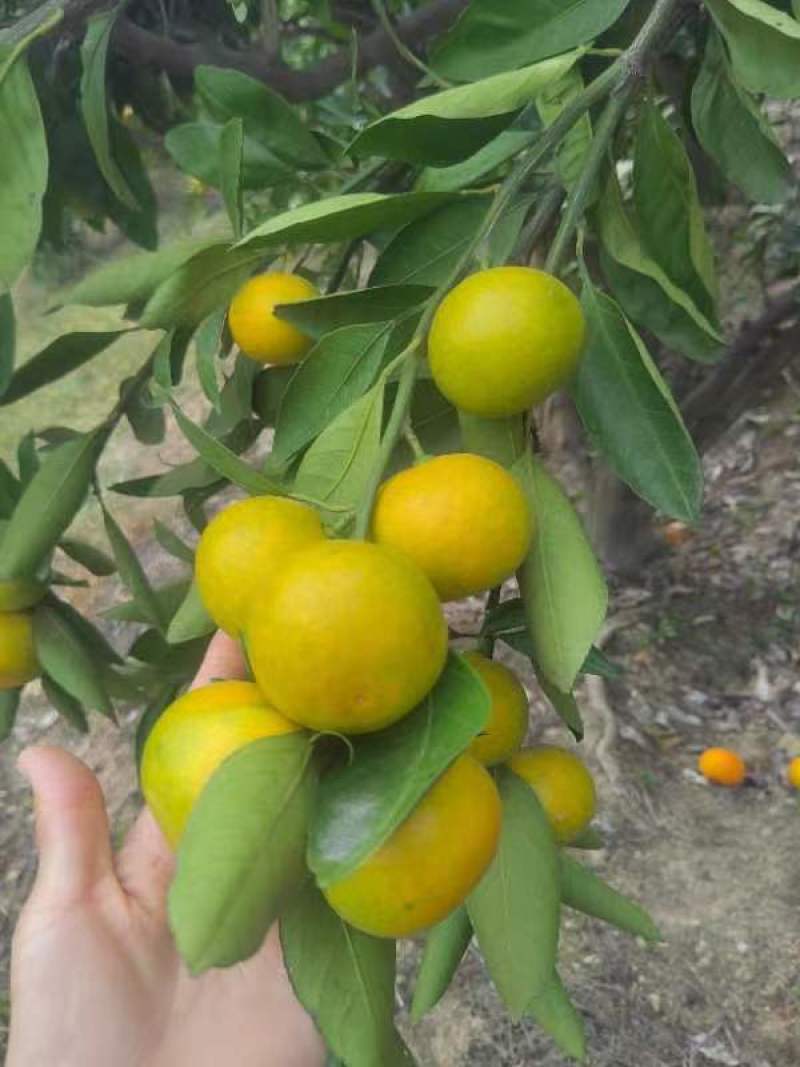 武当蜜桔