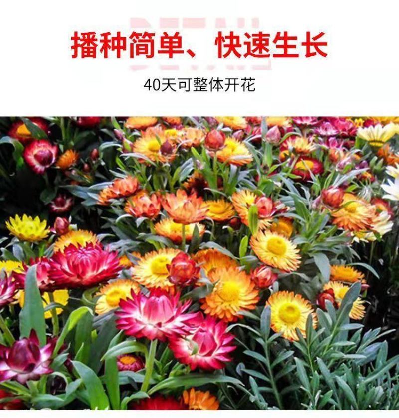 麦秆菊种子四季阳台盆栽观赏花卉庭院种植景观花种七彩蜡菊种