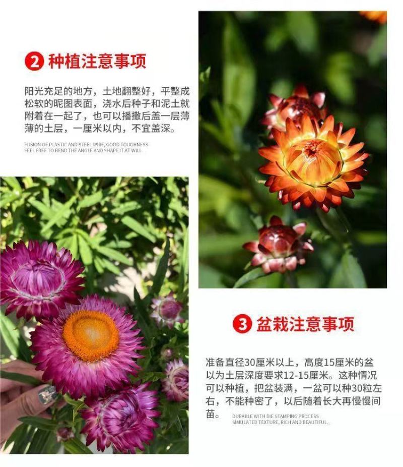 麦秆菊种子四季阳台盆栽观赏花卉庭院种植景观花种七彩蜡菊种