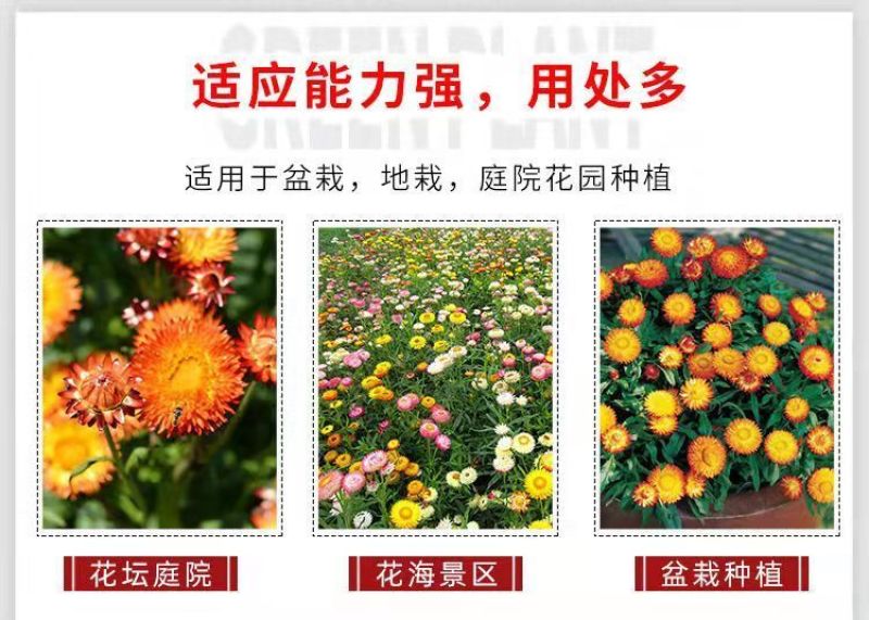 麦秆菊种子四季阳台盆栽观赏花卉庭院种植景观花种七彩蜡菊种