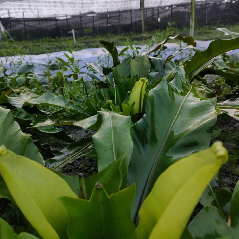 山苏菜，山野菜